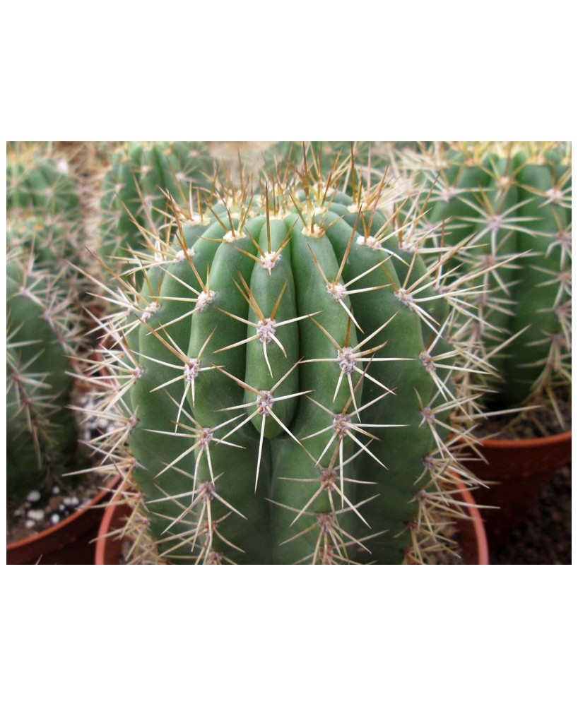 Kuentz-cactus  - Echinopsis terscheckii X 'BVW' - Pot 10 cm