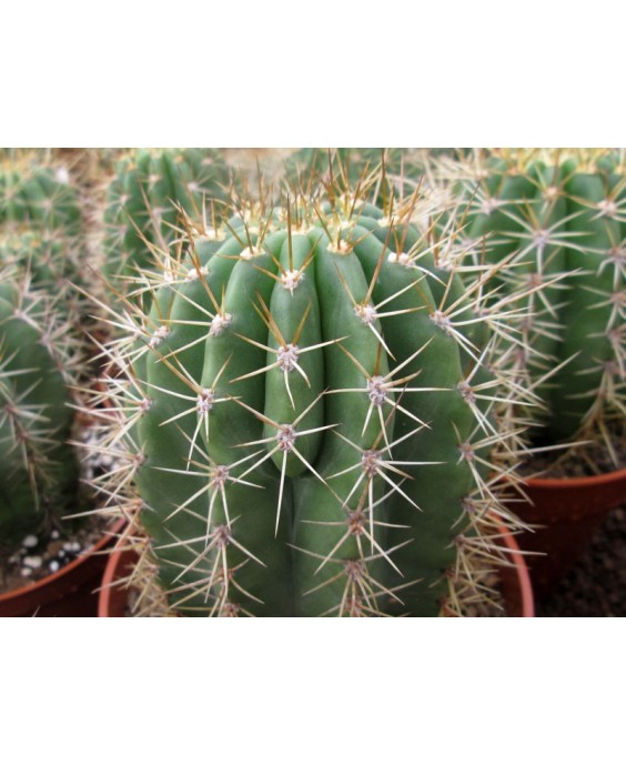 Kuentz-cactus  - Echinopsis terscheckii X 'BVW' - Pot 10 cm