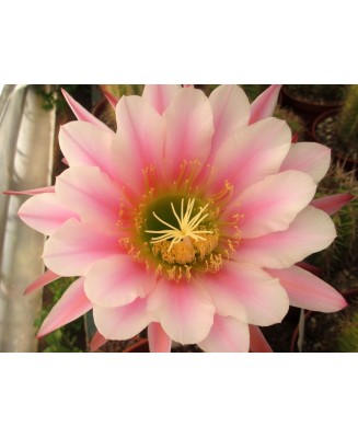 Kuentz-cactus  - Echinopsis terscheckii X 'BVW' - Pot 12 cm