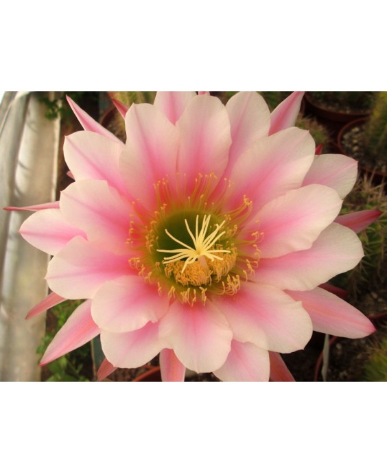 Kuentz-cactus  - Echinopsis terscheckii X 'BVW' - Pot 12 cm