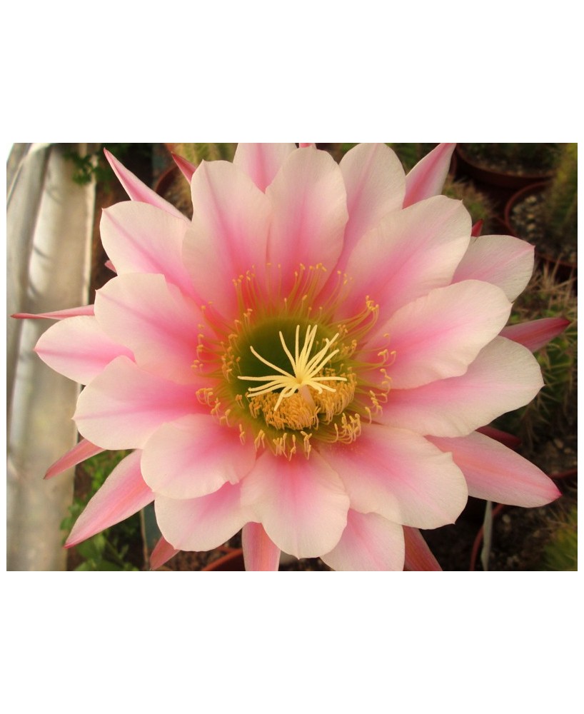 Kuentz-cactus  - Echinopsis terscheckii X 'BVW' - Pot 14 cm