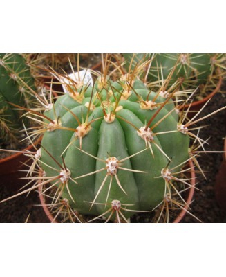 Kuentz-cactus  - Echinopsis terscheckii X brucchii - Pot 12 cm