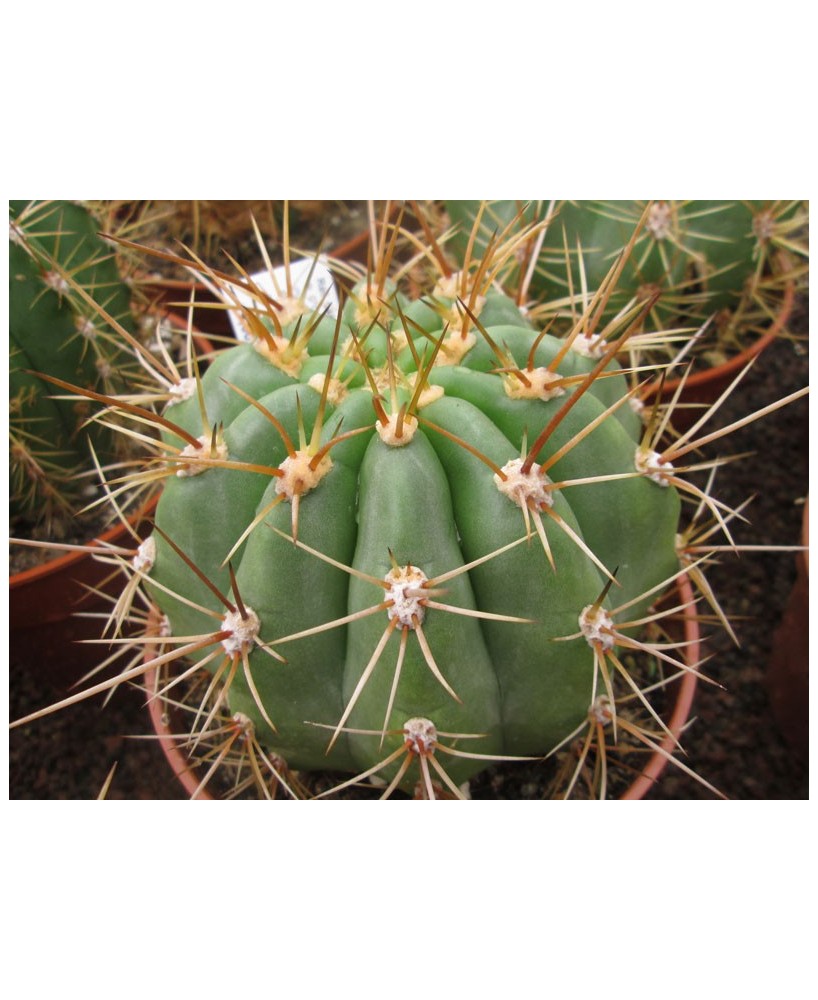 Kuentz-cactus  - Echinopsis terscheckii X brucchii - Pot 12 cm
