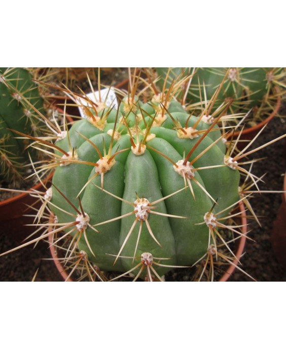 Kuentz-cactus  - Echinopsis terscheckii X brucchii - Pot 14 cm