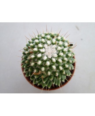 Kuentz-cactus  - Mammillaria polythele 'Nudum' - Pot  6 cm