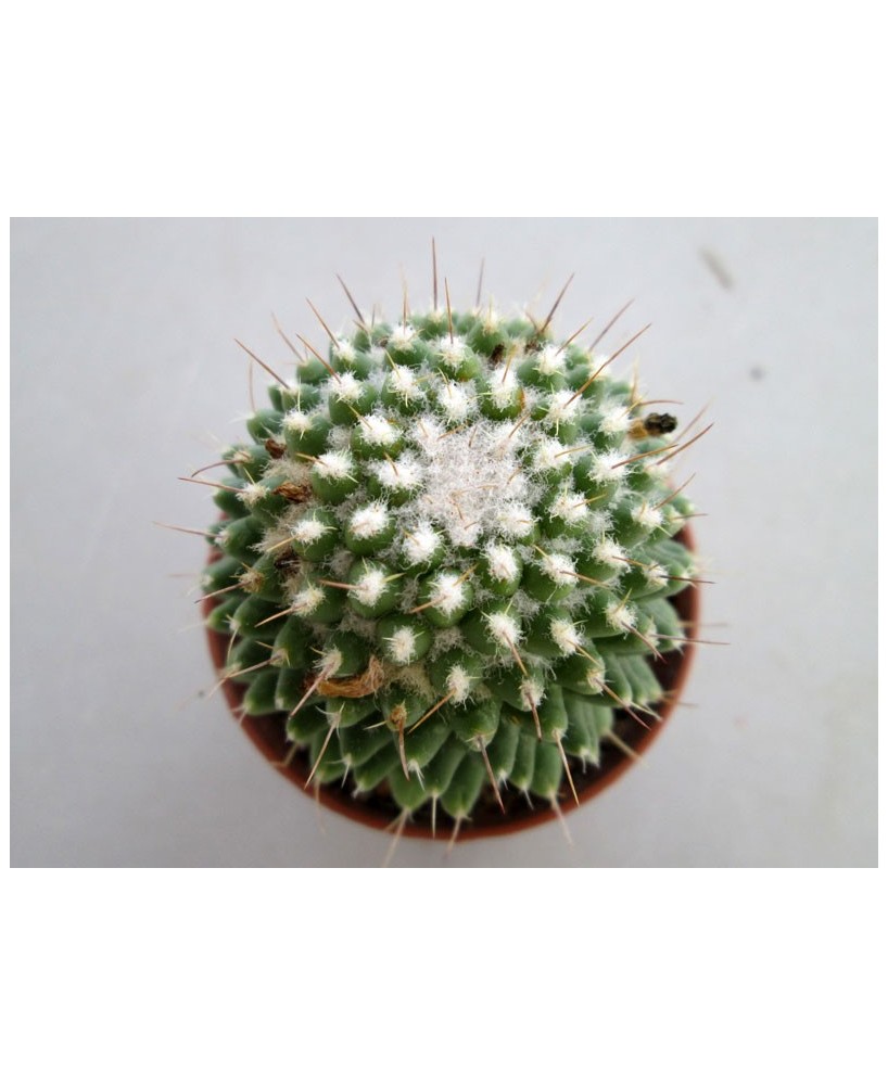 Kuentz-cactus  - Mammillaria polythele 'Nudum' - Pot  6 cm