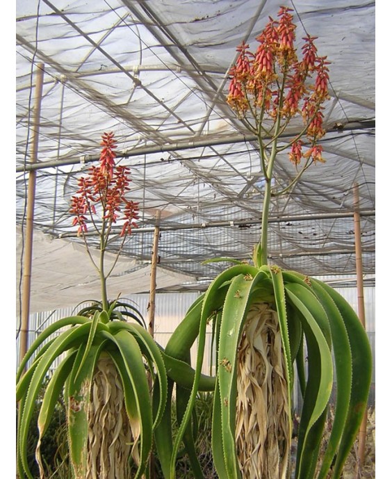 Kuentz-cactus  - Aloe sabaea - Pot 10 cm