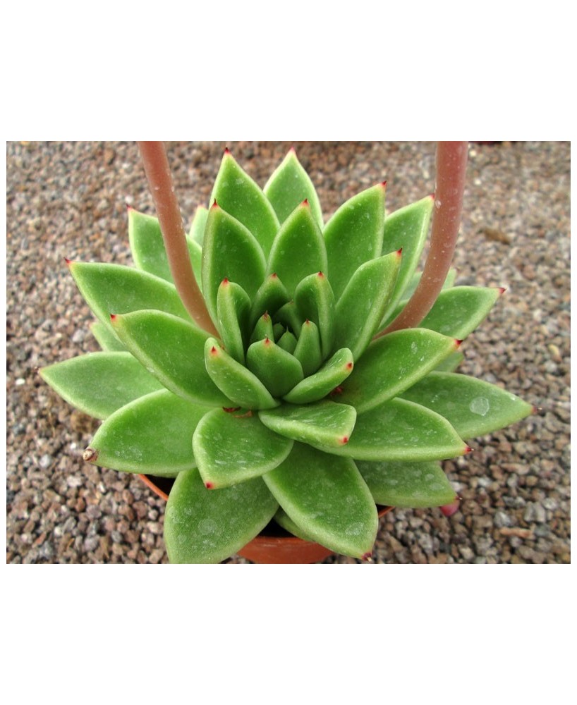 Kuentz-cactus  - Echeveria 'Lucas' (''Miranda'') - Pot  6 cm