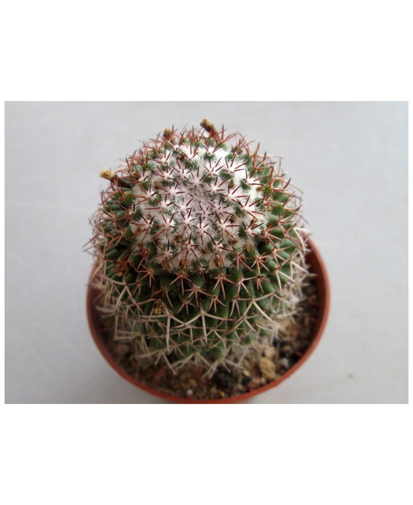 Kuentz-cactus  - Mammillaria polythele - Pot  6 cm