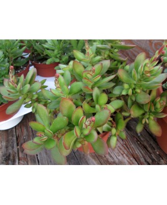 Kuentz-cactus  - Crassula swaziensis ? - Pot 10 cm