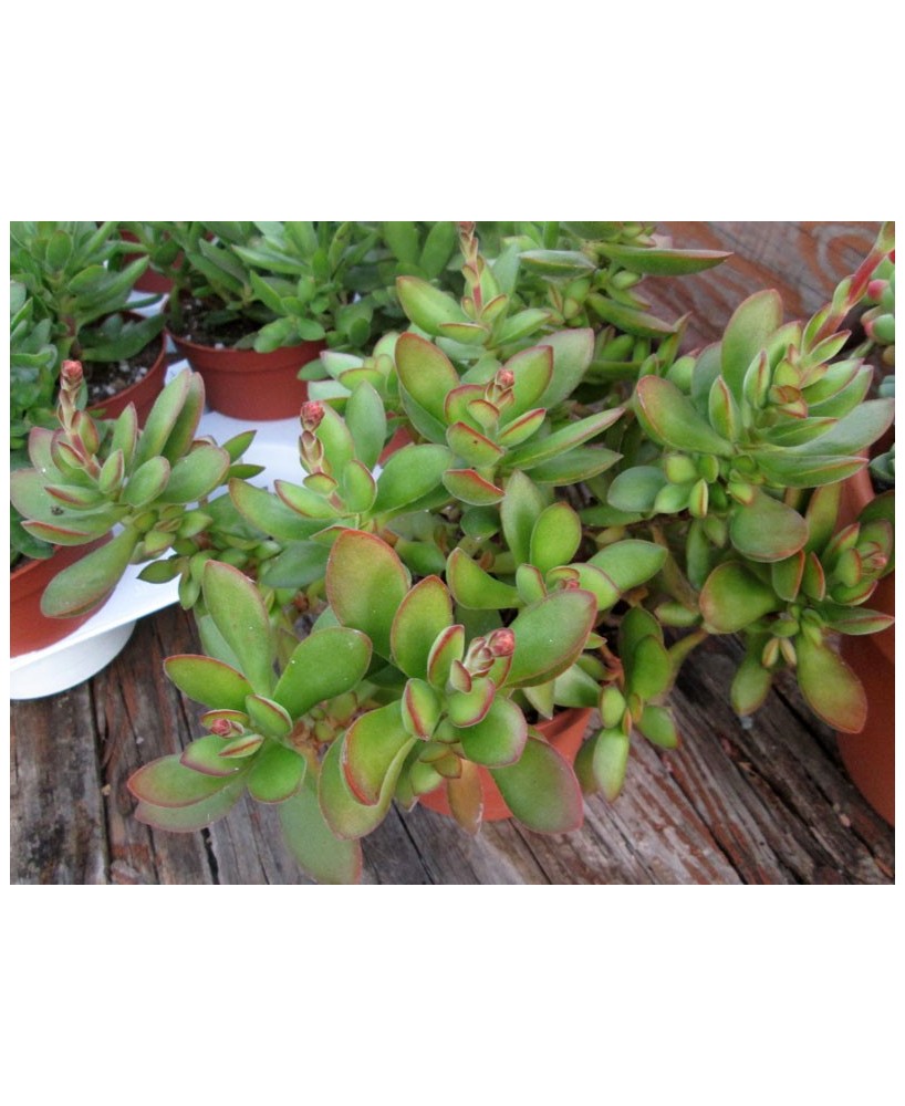 Kuentz-cactus  - Crassula swaziensis ? - Pot 10 cm