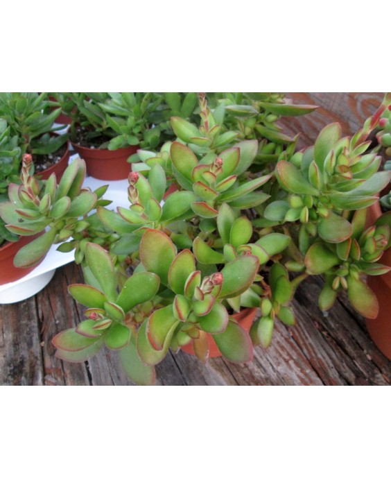 Kuentz-cactus  - Crassula swaziensis ? - Pot 10 cm