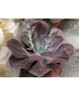 Kuentz-cactus  - Echeveria 'Géant Des Violets' - Pot 10 cm