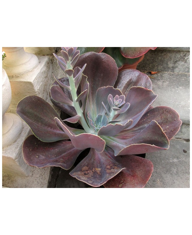 Kuentz-cactus  - Echeveria 'Géant Des Violets' - Pot 10 cm