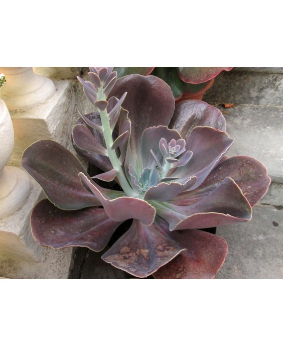 Kuentz-cactus  - Echeveria 'Géant Des Violets' - Pot 10 cm