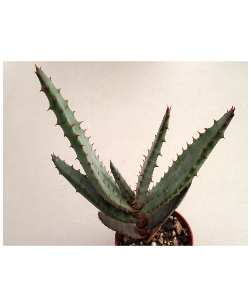 Kuentz-cactus  - Aloe marlothii x rupestris - Pot 10 cm