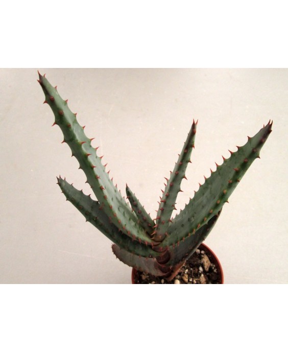 Kuentz-cactus  - Aloe marlothii x rupestris - Pot 10 cm