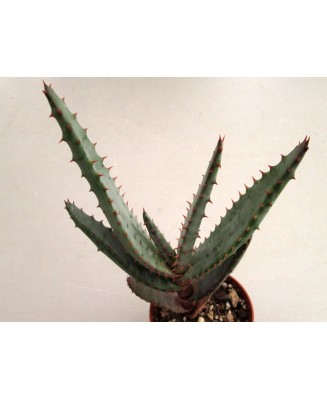 Kuentz-cactus  - Aloe marlothii x rupestris - Pot 12 cm