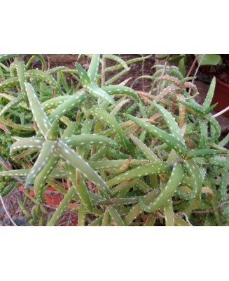 Kuentz-cactus  - Aloe millotii forme feuilles vertes - Pot 10 cm