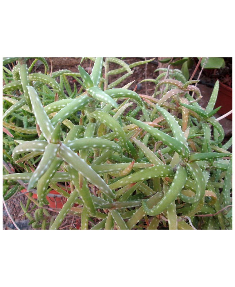 Kuentz-cactus  - Aloe millotii forme feuilles vertes - Pot 10 cm
