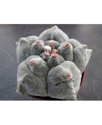 Kuentz-cactus  - Astrophytum myriostigma  'Kikko' - Pot  8 cm
