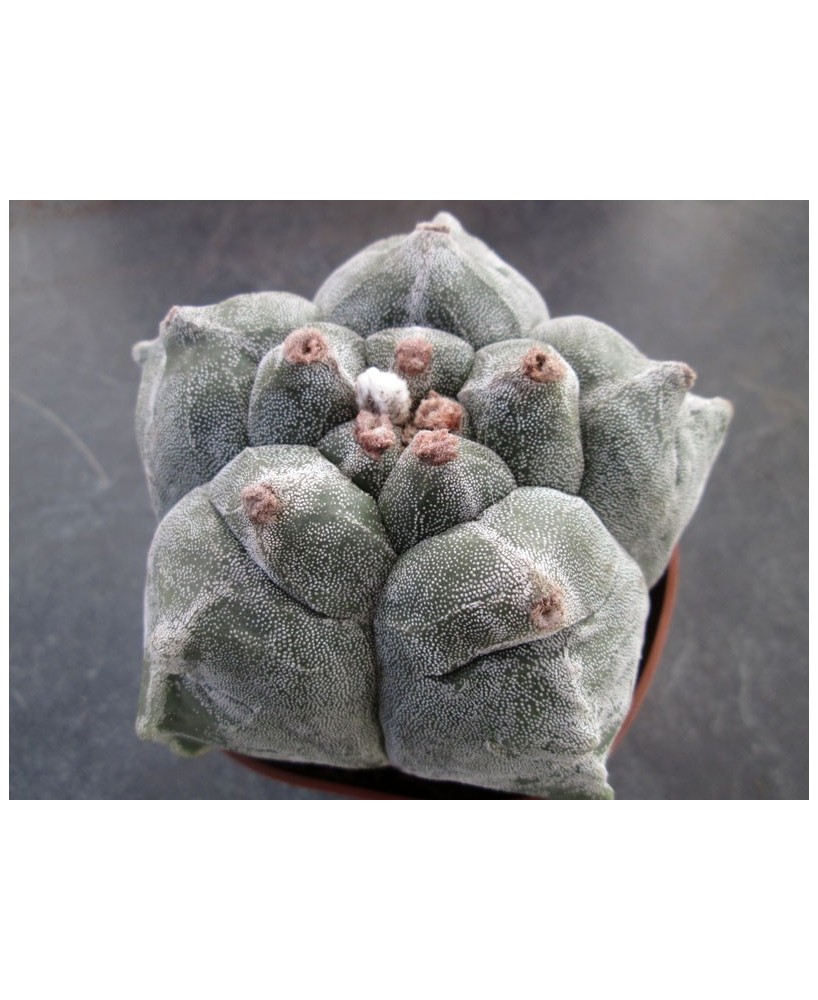 Kuentz-cactus  - Astrophytum myriostigma  'Kikko' - Pot  8 cm