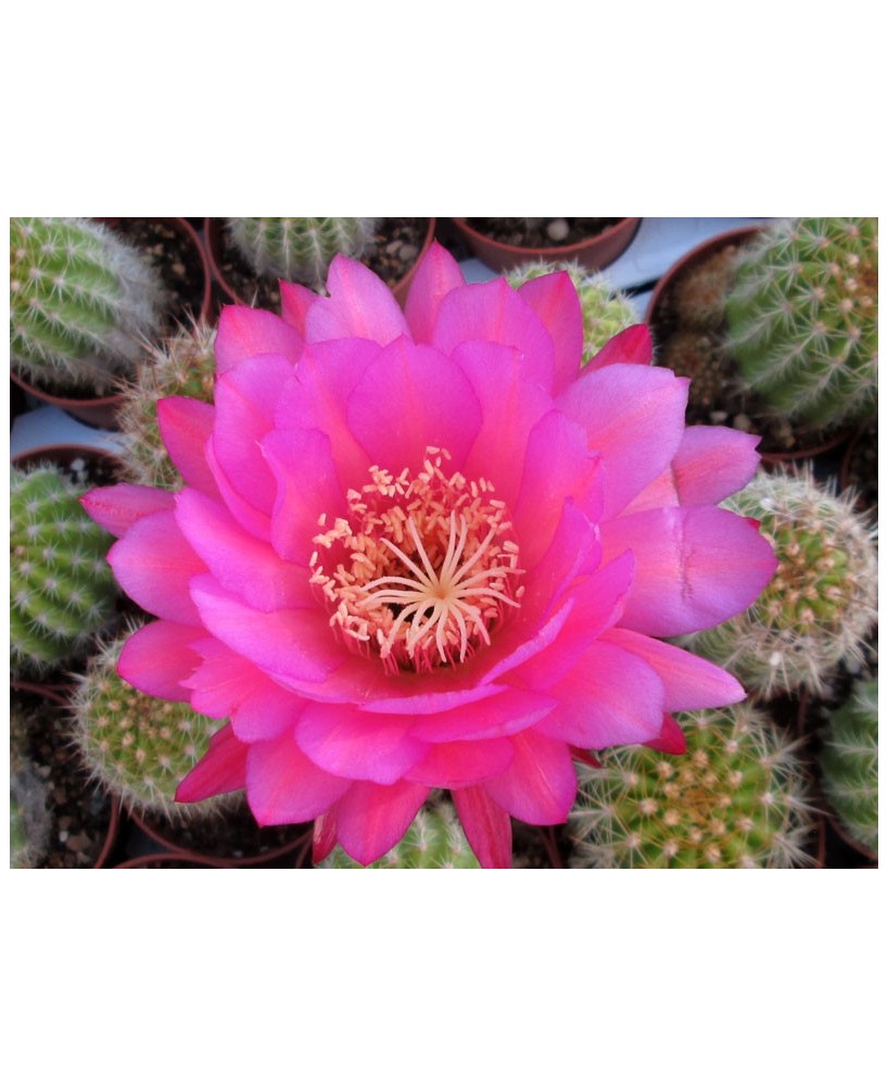 Kuentz-cactus  - Echinopsis schickendantzii X hybride LRV 2012-01 - Pot  6 cm