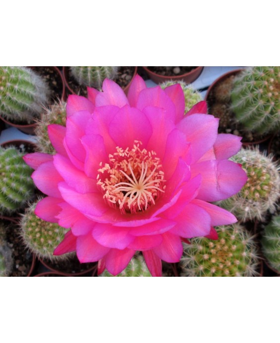 Kuentz-cactus  - Echinopsis schickendantzii X hybride LRV 2012-01 - Pot  6 cm