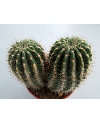 Kuentz-cactus  - Echinopsis tarijensis (poco) X rowleyi (grandiflorus) - Pot  6 cm