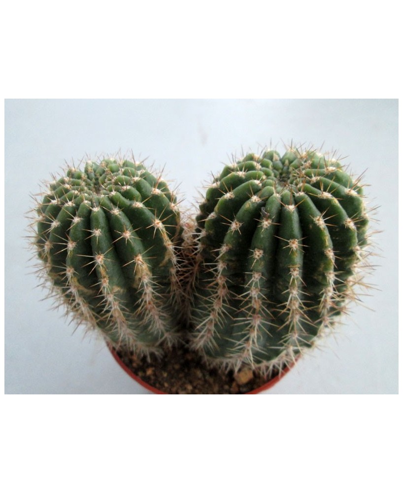 Kuentz-cactus  - Echinopsis tarijensis (poco) X rowleyi (grandiflorus) - Pot  6 cm