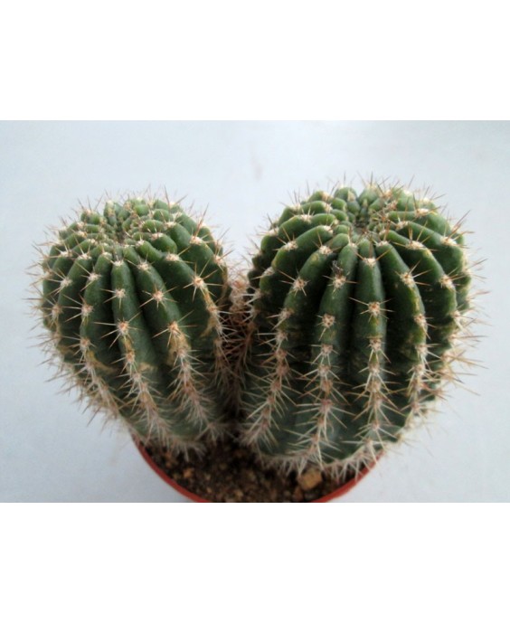 Kuentz-cactus  - Echinopsis tarijensis (poco) X rowleyi (grandiflorus) - Pot  6 cm