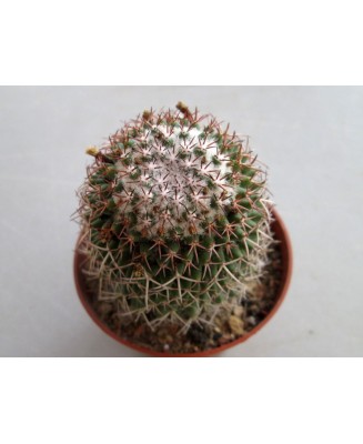Kuentz-cactus  - Mammillaria polythele - Pot  5 cm