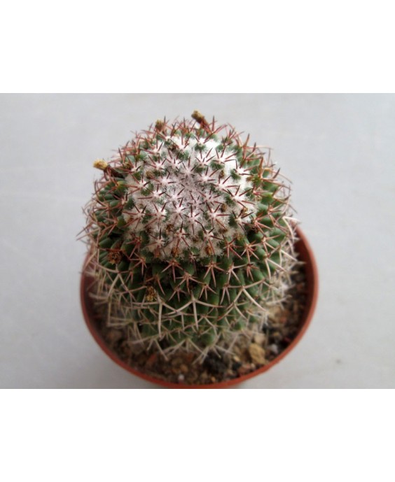Kuentz-cactus  - Mammillaria polythele - Pot  5 cm