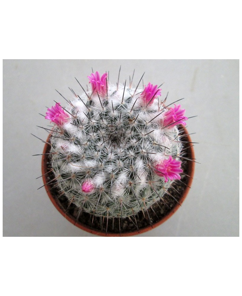 Kuentz-cactus  - Mammillaria hahniana ssp. woodsii - Pot  5 cm