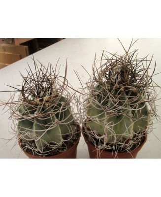 Kuentz-cactus  - Astrophytum capricorne var. senile fma. variegata - Pot 10 cm