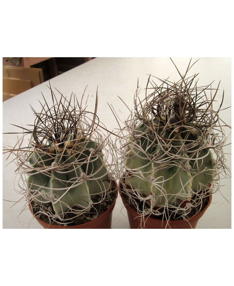 Kuentz-cactus  - Astrophytum capricorne var. senile fma. variegata - Pot 10 cm