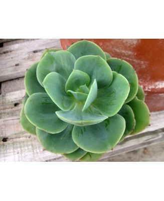 Kuentz-cactus  - Echeveria 'Peach Pride' - Pot 10 cm