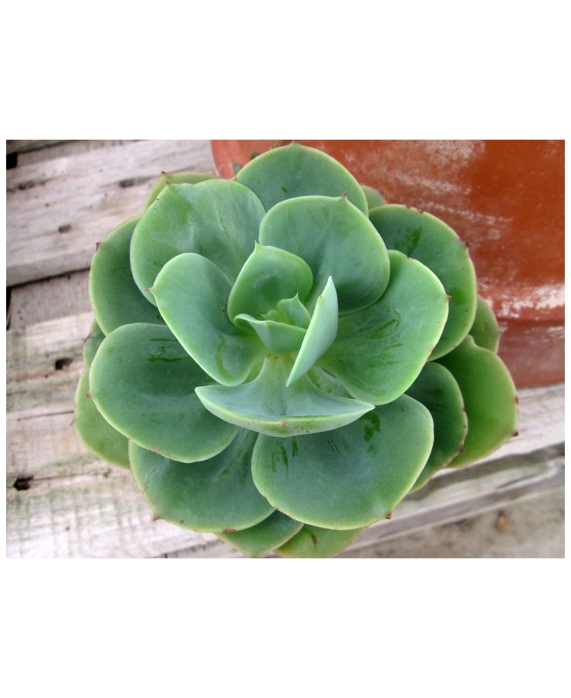 Kuentz-cactus  - Echeveria 'Peach Pride' - Pot 10 cm