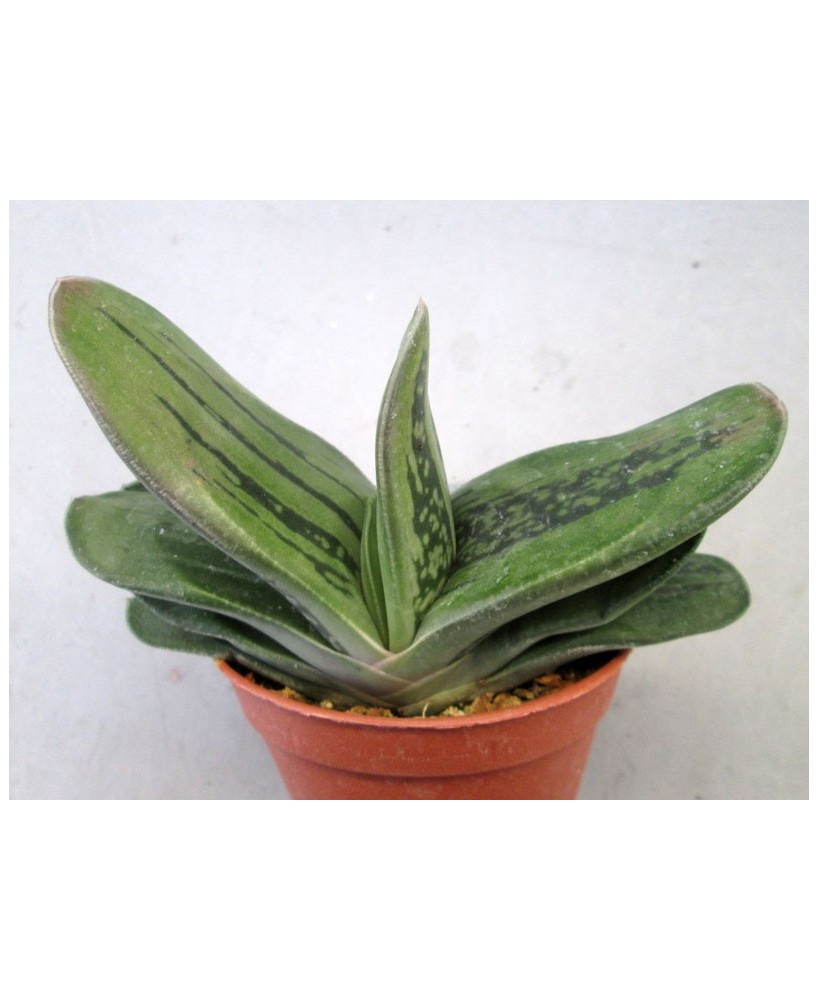 Kuentz-cactus  - Gasteria 'Samourai' - Pot  5 cm