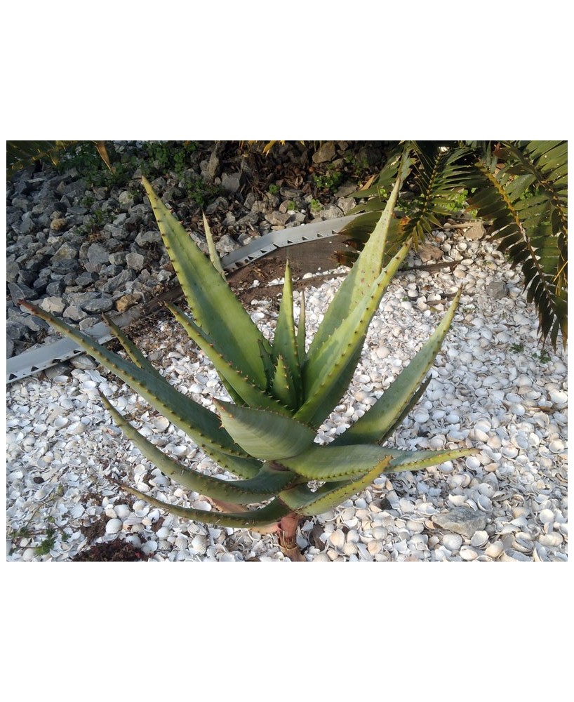 Kuentz-cactus  - Aloe marlothii x rupestris - Pot 18 cm H 40 cm