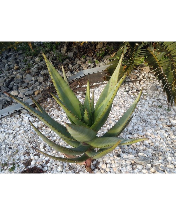Kuentz-cactus  - Aloe marlothii x rupestris - Pot 18 cm H 40 cm