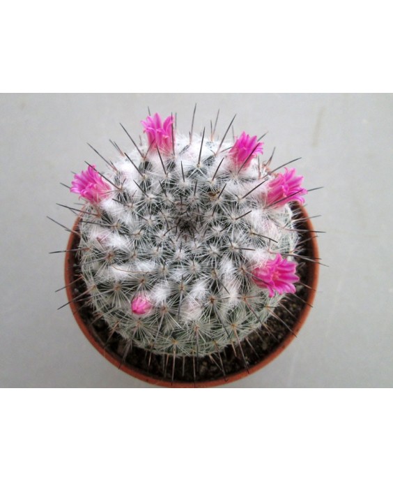 Kuentz-cactus  - Mammillaria hahniana ssp. woodsii - Pot  6 cm
