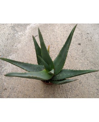 Kuentz-cactus  - Aloe elegans (Aloe abyssinica) - Pot 10 cm