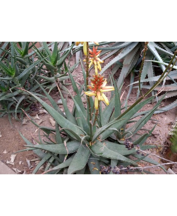 Kuentz-cactus  - Aloe lutescens  (Aloe cryptopoda var. lutescens) - Pot  8 cm