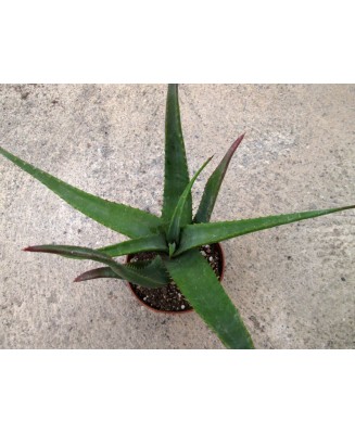 Kuentz-cactus  - Aloe arborescens x lutescens - Pot  8 cm