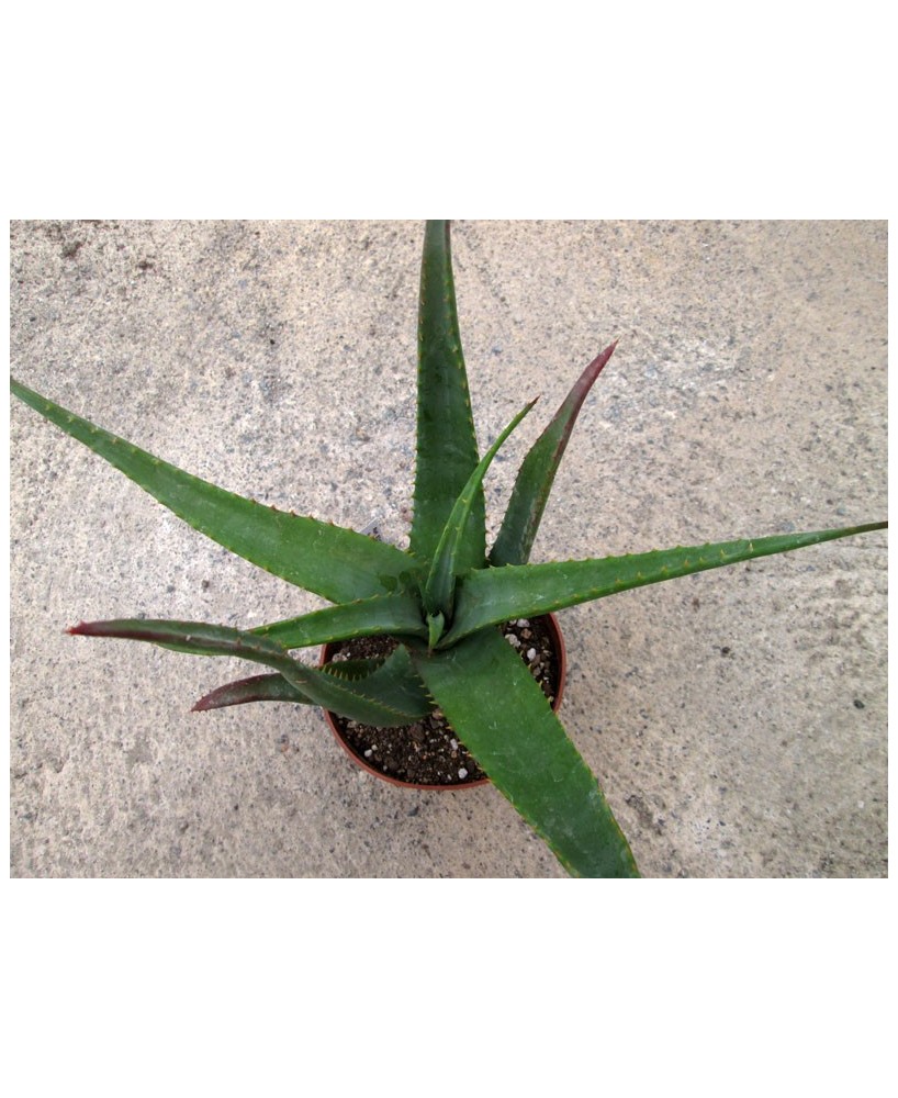 Kuentz-cactus  - Aloe arborescens x lutescens - Pot 10 cm