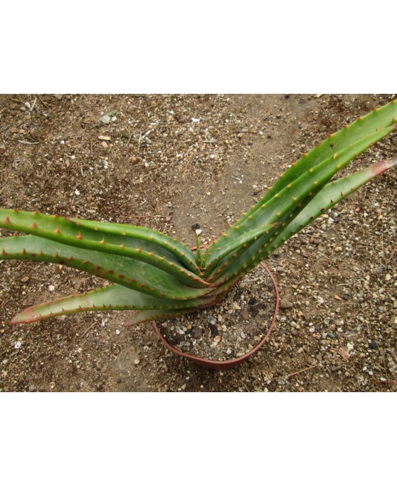 Kuentz-cactus  - Aloe (arborescens x suprafoliata) x lutescens - Pot  8 cm