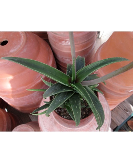 Kuentz-cactus  - Aloe 'Lysa' - Pot  8 cm