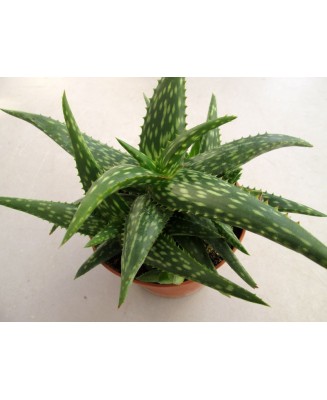 Kuentz-cactus  - Aloe zubb x jucunda - Pot  6 cm