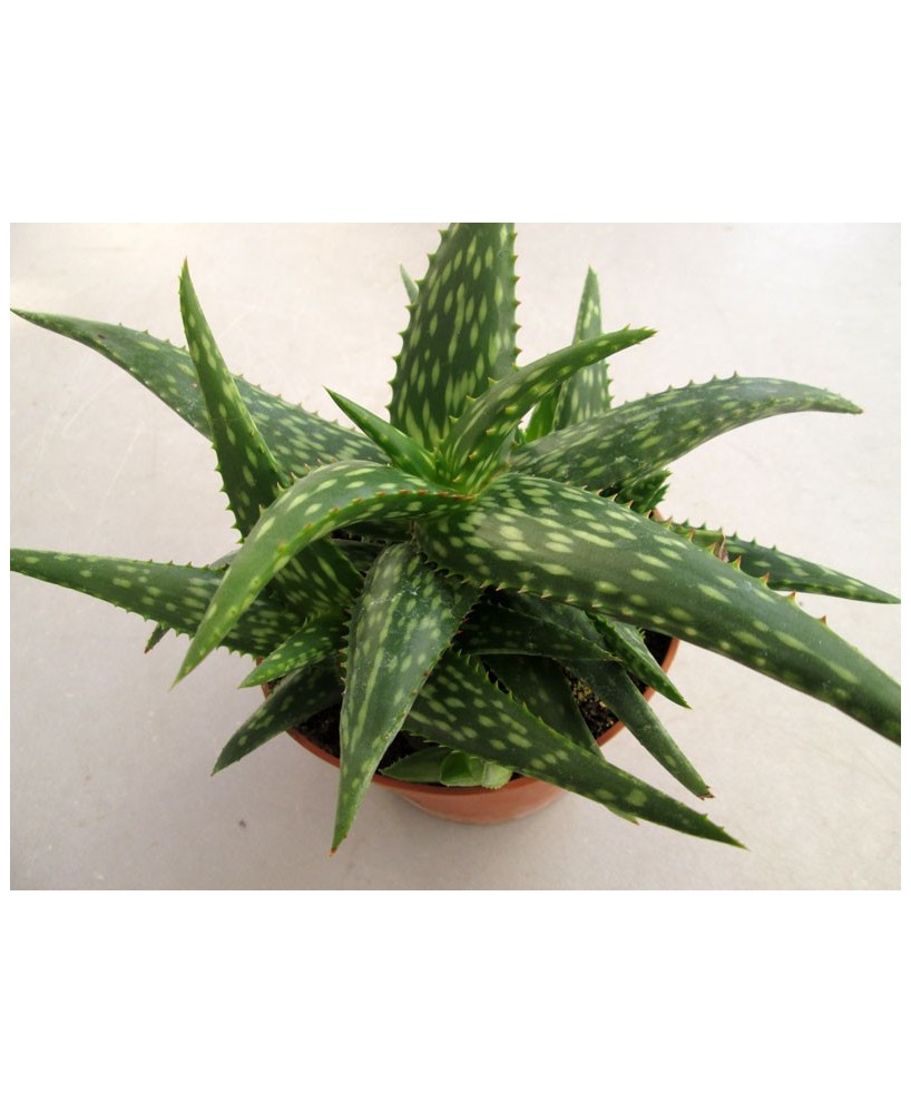 Kuentz-cactus  - Aloe zubb x jucunda - Pot  6 cm